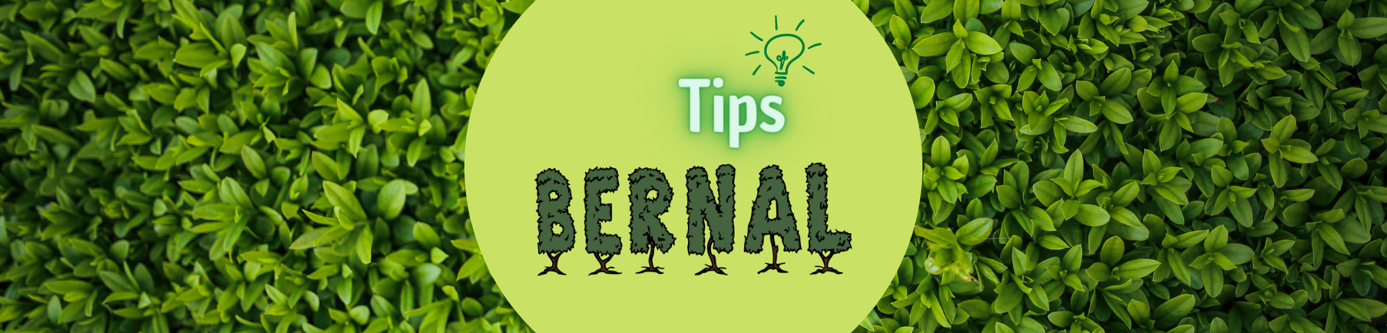 jardineriabernaltips